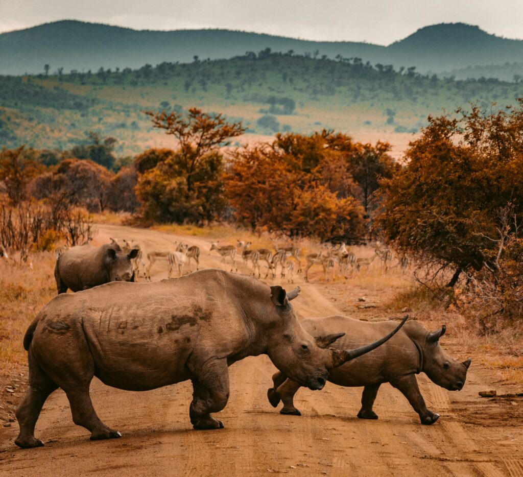 Anti-poaching Documentary by Artist Bran